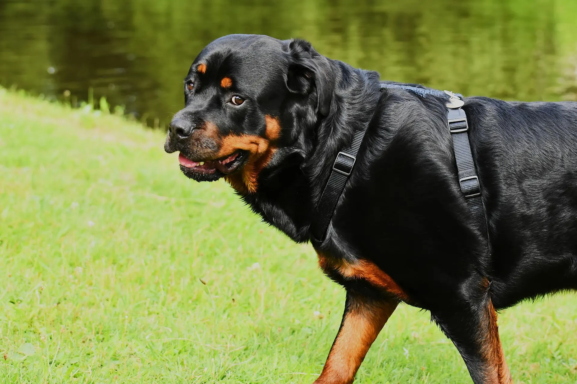 best dog vest